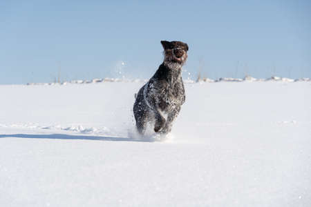 At the command given, the dog runs jumping on deep snow. German wirehaired pointer the perfect dog...