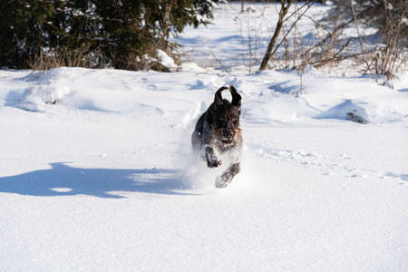 At the command given, the dog runs jumping on deep snow. German wirehaired pointer the perfect dog...