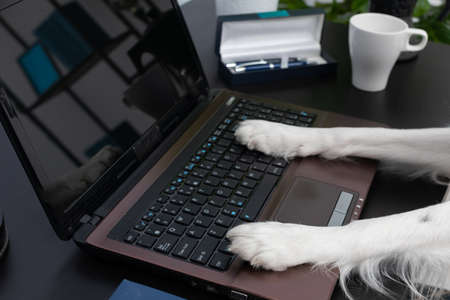 A dog that handles a laptop with its paws and sits at its babysitters desk. Purebred Border Collie...