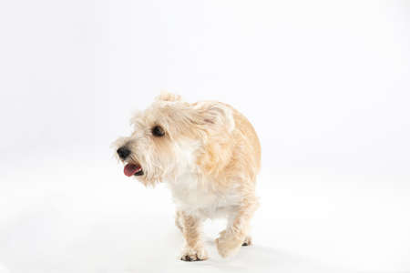 A multi-breed dog walks directly into the camera. Isolated from the background.