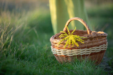 A wicker basket stands on the grass full of field herbs. Goldenrod and winter glory.の写真素材