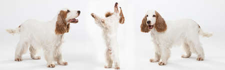 English cocker spaniel with honey gold coat. The dog stands on four legs. It stands on two legs. Panorama.の写真素材