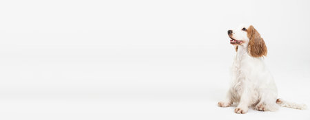 The dog is sitting and looking ahead. English cocker spaniel with honey gold coat. Panorama.の写真素材