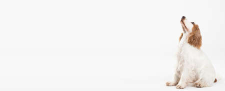 The dog is sitting and looking up. English cocker spaniel with honey gold coat. Side view. Panorama.の写真素材