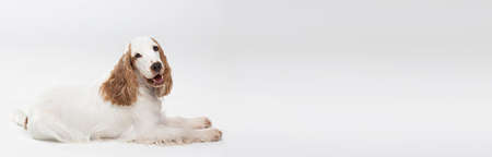 The dog is lying down and looking straight into the camera. Panoramic frame. English cocker spaniel with honey gold coat. View from the side.の写真素材