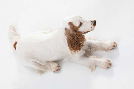 The dog is lying on its belly and looking around. English cocker spaniel with honey gold coat. Top frame.の写真素材