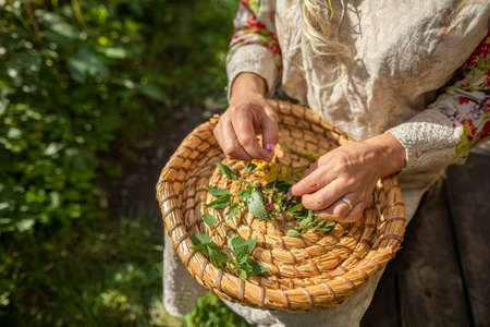 A woman collects individual nettle leaves into a basket.の写真素材