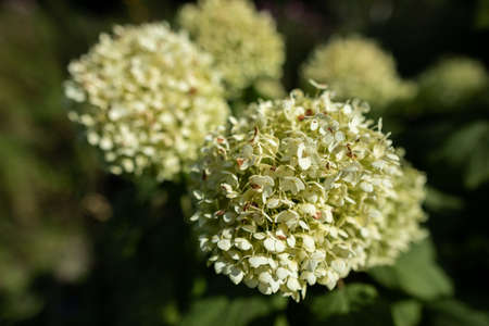 Tree hydrangea - a large inflorescence during flowering.