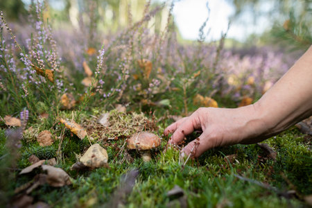 Collecting mushrooms among the undergrowth during the harvest.の写真素材