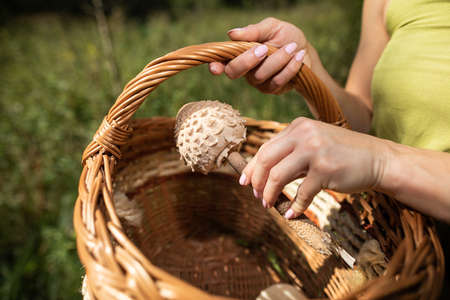 He throws one edible mushroom, Macrolepiota procera, into the trash.