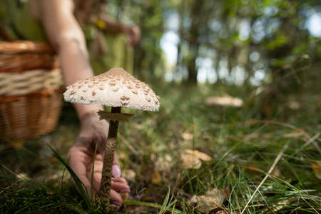 Macrolepiota procera - Collecting mushrooms in the woods.の写真素材