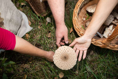 Three hands reach for one mushroom, Macrolepiota procera.の写真素材