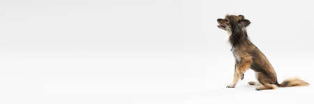 Mongrel dog sits with open muzzle and raised paw on white background. Panorama. Multi-breed dog.の写真素材