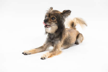 A cute little dog licks his muzzle while lying on a white background facing the camera. Multi-breed...