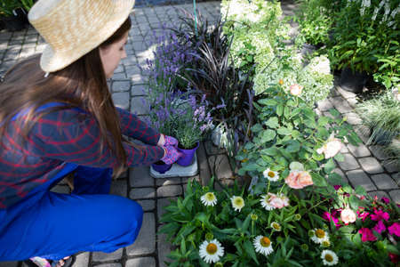 A worker arranges pots of heather flowers in a basket. Garden Shop.