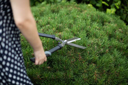 A woman cuts pine branches with garden shears.の写真素材