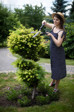 A young lady gardener trims the branches of a larch tree.