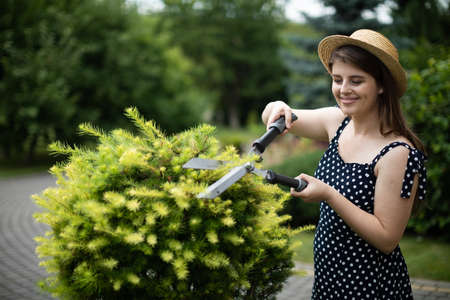 A young lady gardener trims the branches of a larch tree.の写真素材