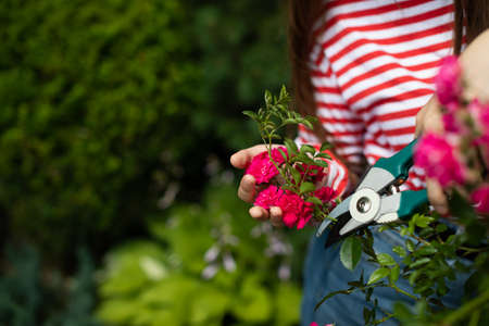 Close-up view of a girl cutting off rose blossoms in her garden.の写真素材
