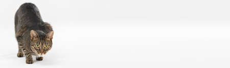 She-cat lowers her head and creeps towards her prey. Panoramic frame.の写真素材