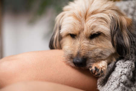 Close-up view of a mongrel dog asleep on a womans legs.
