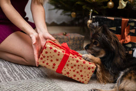 A woman presents a gift to her dog during Christmas.の写真素材