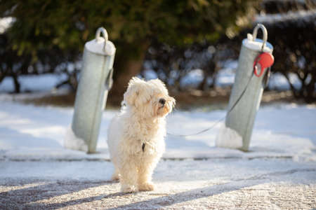 In the wintertime, a dog waits tied by a leash to a metol pole.の写真素材