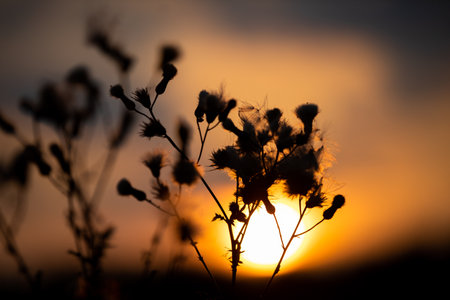 Against the backdrop of the setting autumn sun, you can see the blooming plants.の写真素材