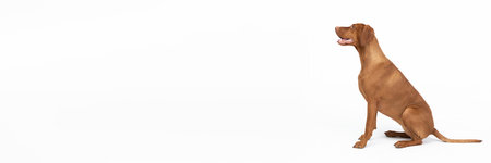 A Hungarian hedgehog sits on a white background. Panoramic frame.の写真素材