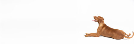 Panoramic frame. A Hungarian hedgehog lies with its muzzle open against a white background.の写真素材