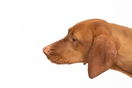 Female dog looks down. The Hungarian Shorthaired Pointed Dogs head.
