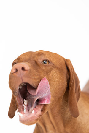 Female dog licks her muzzle. The Hungarian Shorthaired Pointed Dogs head.の写真素材