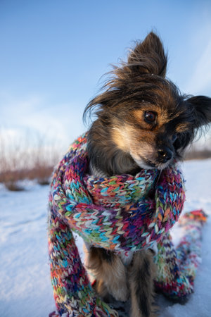 The curious dog looks on, tilting his head to the side.の写真素材