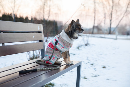 A small frozen dog dressed in a colorful sweater sits on a bench.