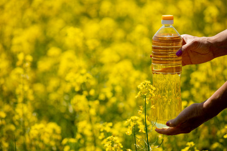 A Beautiful Golden Oil Bottle Positioned Against a Stunningly Vibrant Yellow Flower Fieldの写真素材