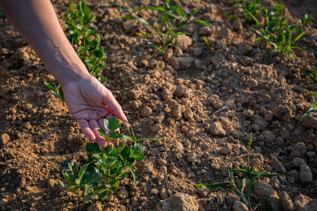 Cultivating Vibrant Green Sprouts in Sunlit, Nourishing Soil for Sustainable Agriculture