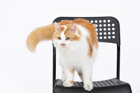 A Fluffy Ginger Cat Gracefully Posing on a Comfortable Chair in a Cozy Environmentの写真素材