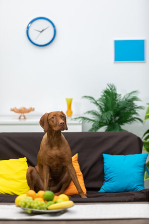 A Playful Dog is Relaxing in a Cozy Living Room Surrounded by Beautifully Colorful Decorの写真素材