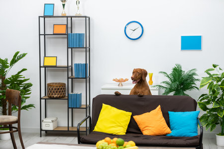 A Cozy Living Room with a Dog and Colorful Decor That Invites Comfort and Style Withinの写真素材