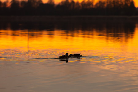 A Beautifully Tranquil Sunset Over Calm Water with Ducks Gracefully Swimming Nearbyの写真素材