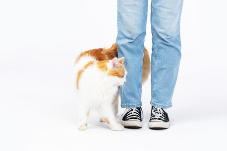 A Playful Cat Engaging with a Persons Legs While Enjoying a Casual, Relaxed Settingの写真素材
