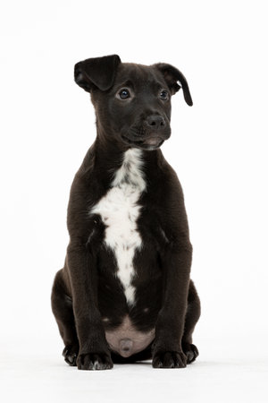 An Adorable Black Puppy with a White Spot is in a sitting pose, looking very cute and charmingの写真素材
