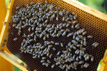 An UpClose View of Honey Bees Busy on a Honeycomb Frame in their Natural Habitat