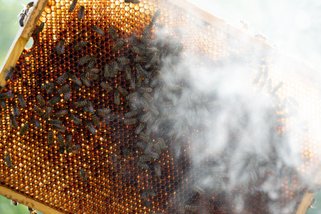 Exploring the Art of Beekeeping and the Process of Honeycomb Extraction in Detailの写真素材