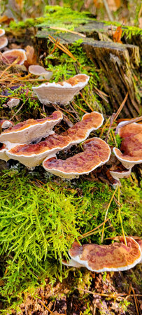 Mushrooms are Growing on a Beautifully Mossy Log within a Vibrant Forest Setting