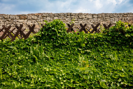 A Beautiful Lush Green Ivy Thrives Against a Rustic Stone Wall That Evokes Natures Charmの写真素材