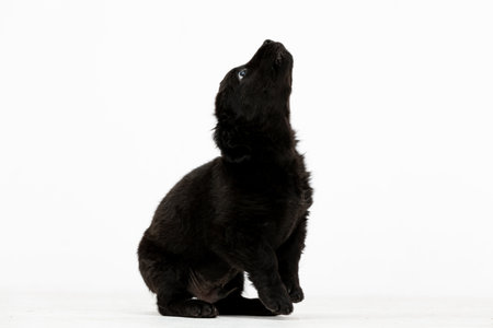 A Curious Black Dog is Looking Upwards with a Joyful Expression and Intense Intrigueの写真素材
