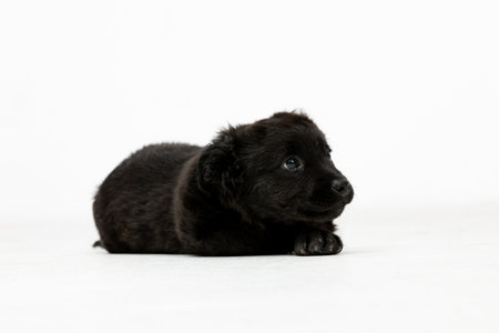 An adorable little black puppy is lying peacefully on a clean white background surfaceの写真素材