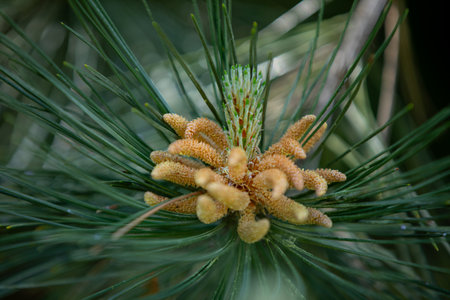 A closeup image highlighting the intricate beauty of Pine Tree Cones and Needles in nature