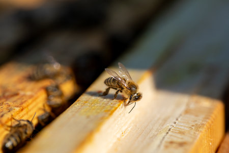 A detailed closeup shot of a bee diligently working on honeycomb, illuminated by natural lightの写真素材